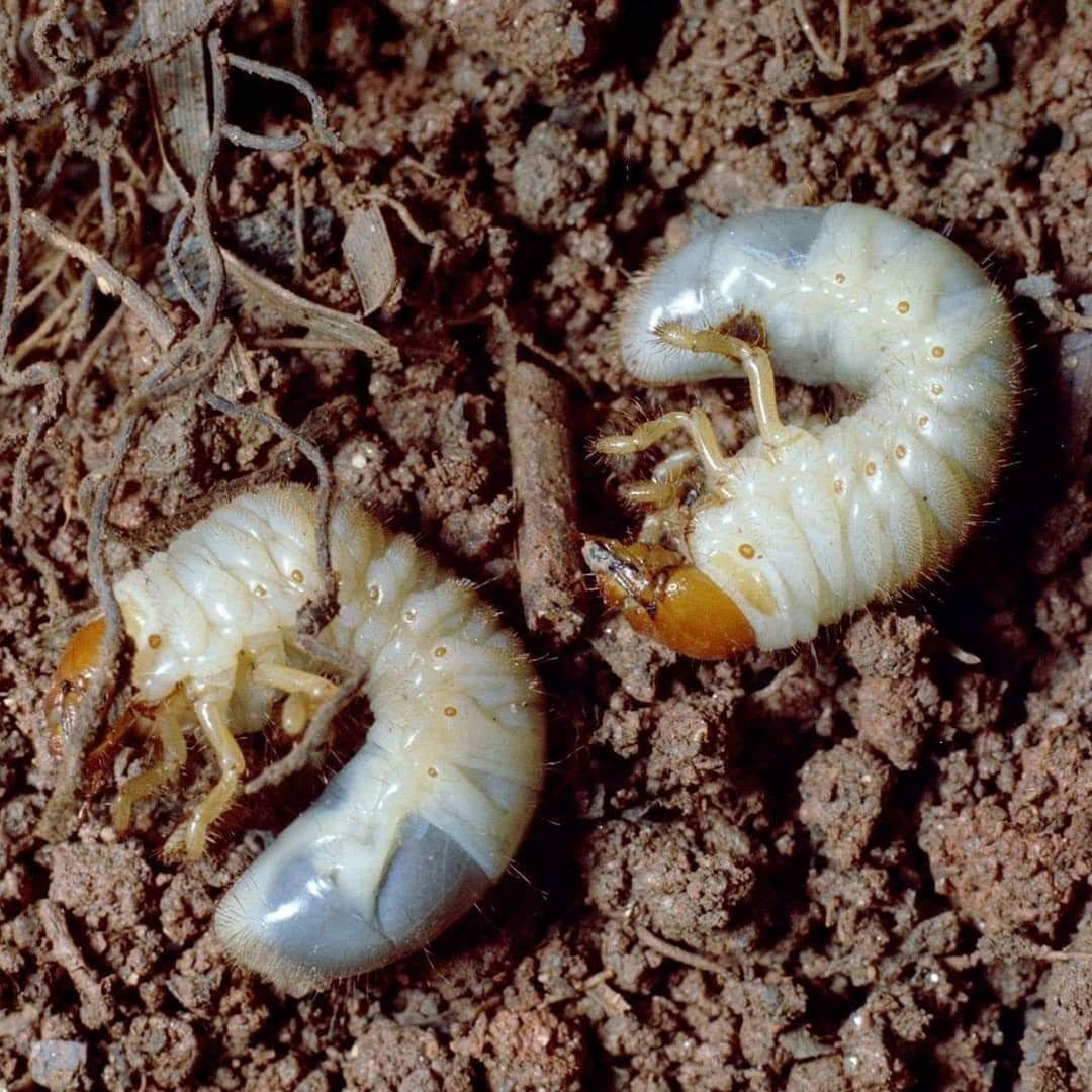 Жук носорог хрущ Майский