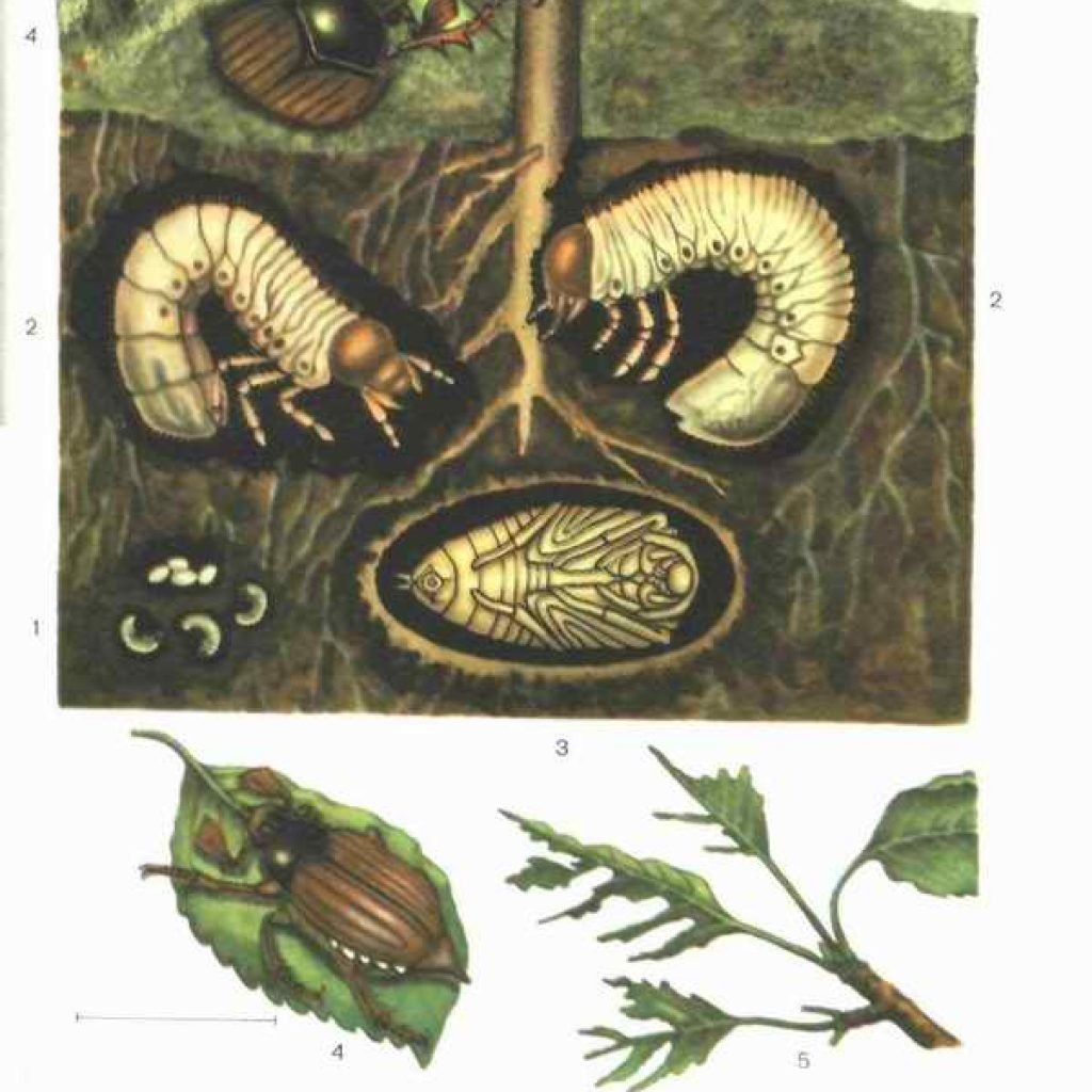 Личинка майского жука