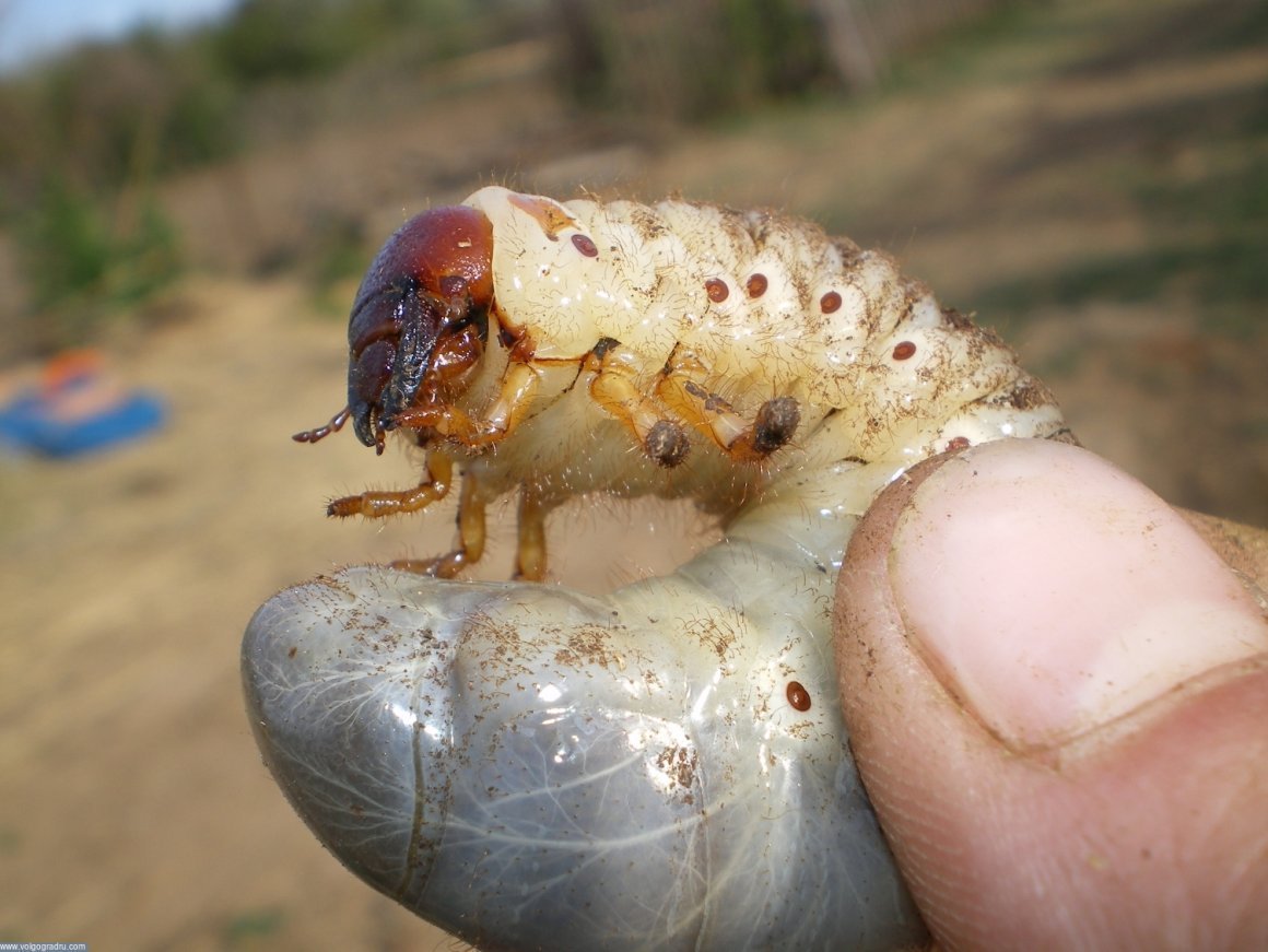 Личинка майского жука почвенная
