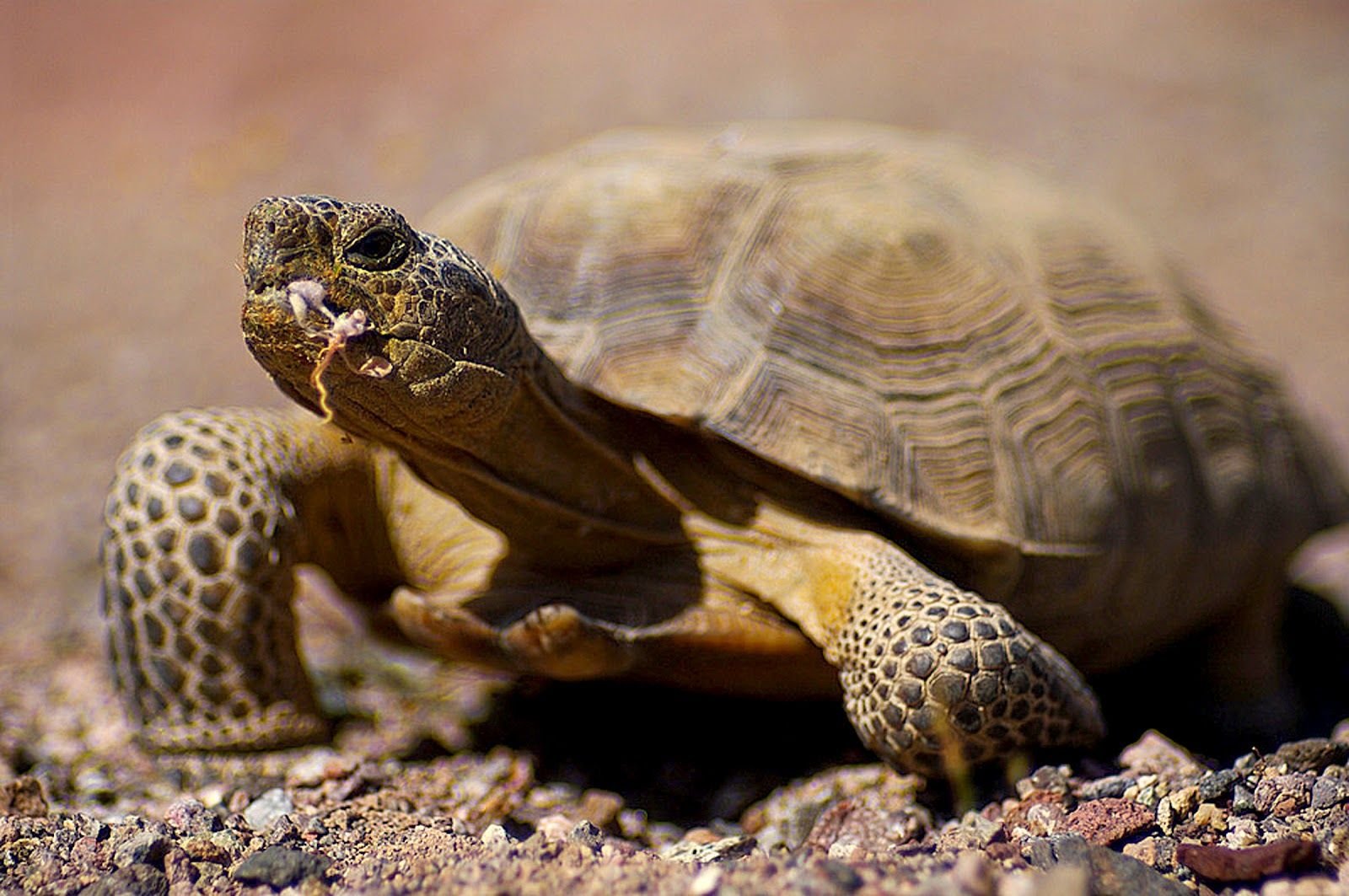 Черепаха медленно ползет. Пустынный Западный Гофер. Среднеазиатская черепаха в пустыне. Пустынная черепаха Gopherus agassizii. Черепаха Среднеазиатская лапы.