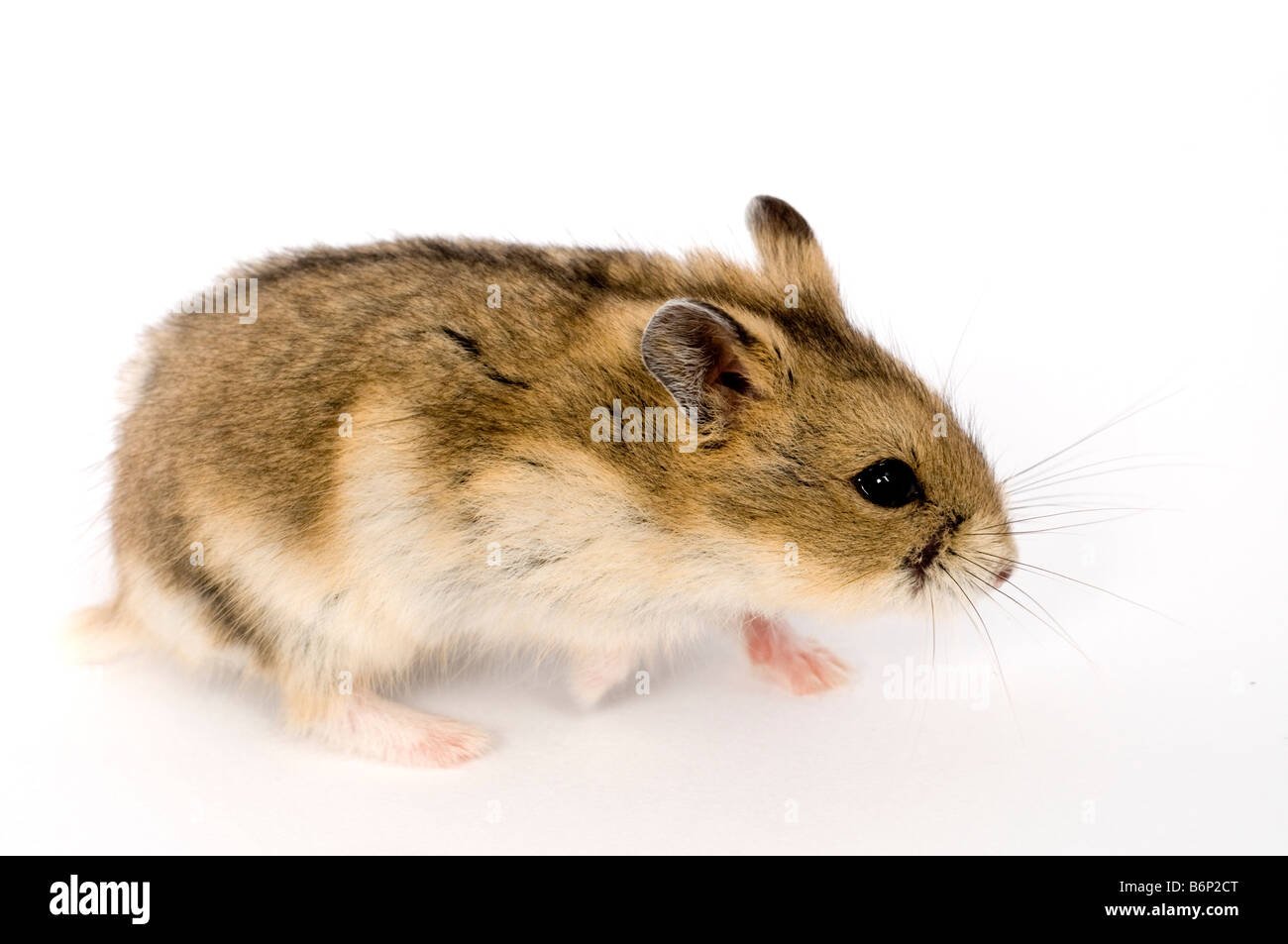 Забайкальский хомячок. Ареал джунгарского хомяка. Phodopus campbelli (Thomas, 1905) - хомячок Кэмпбелла. Хомячок Кэмпбелла. Campbell Dwarf Hamster.