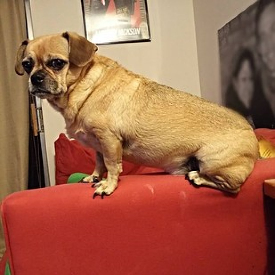 Метис МОПСА И чихуахуа