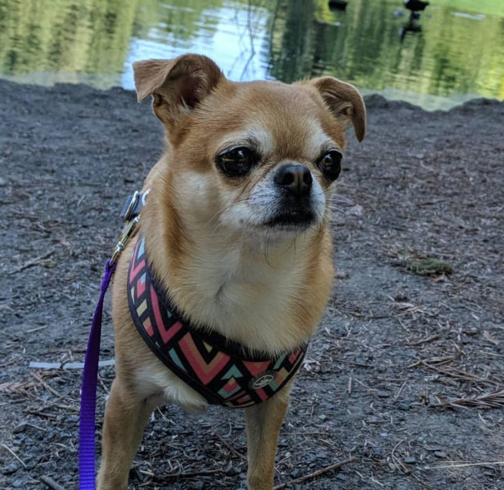 Мопс и чихуахуа