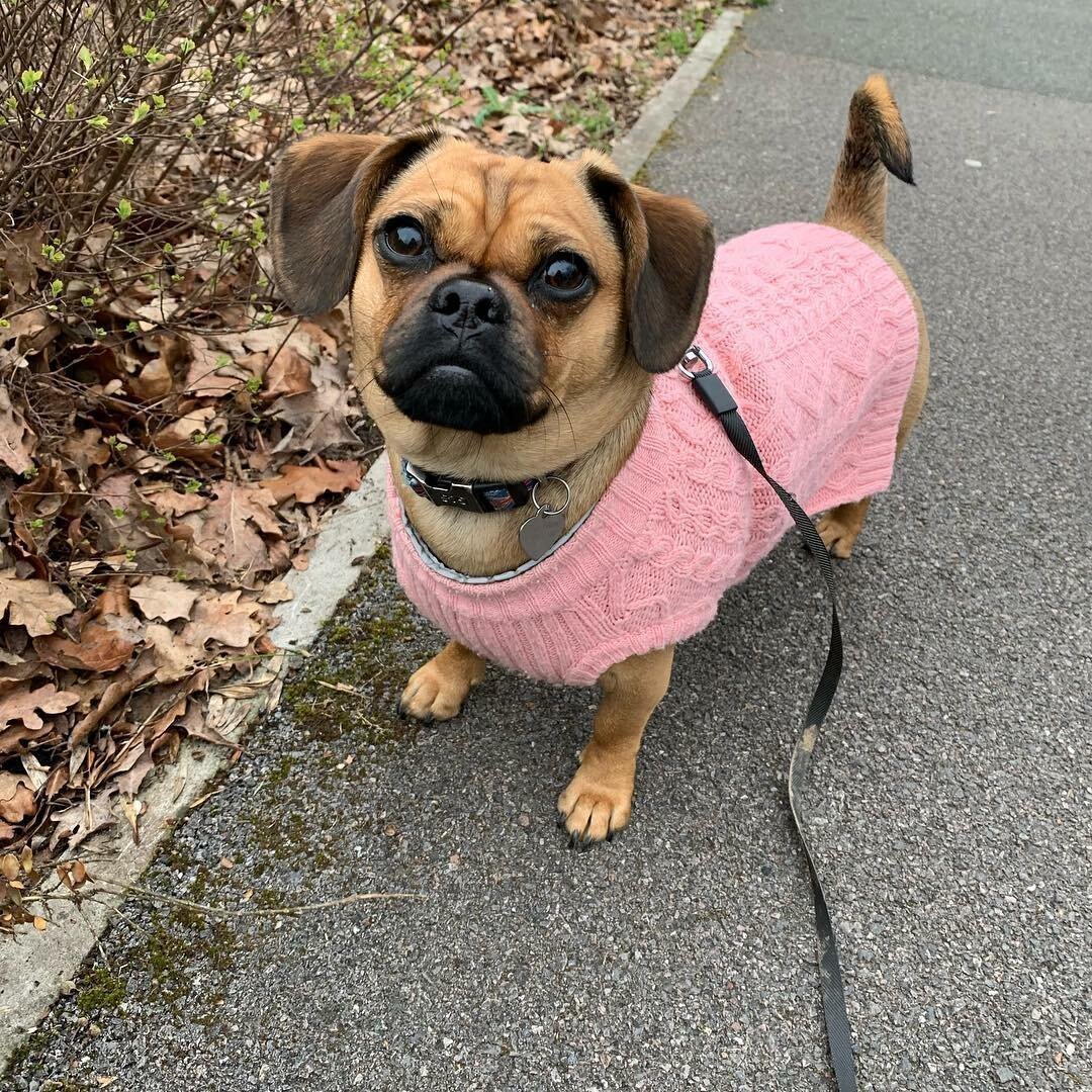 Метис МОПСА