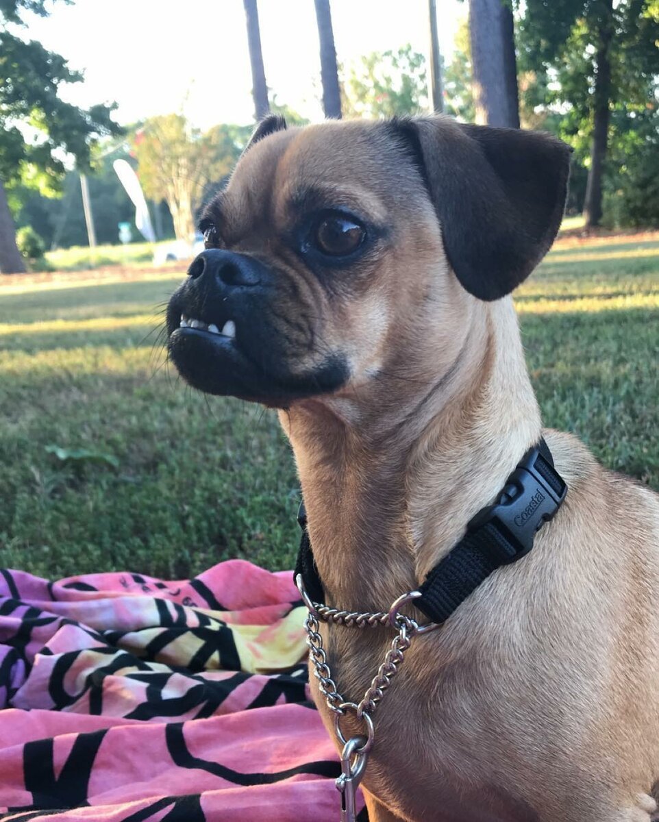 Метис МОПСА