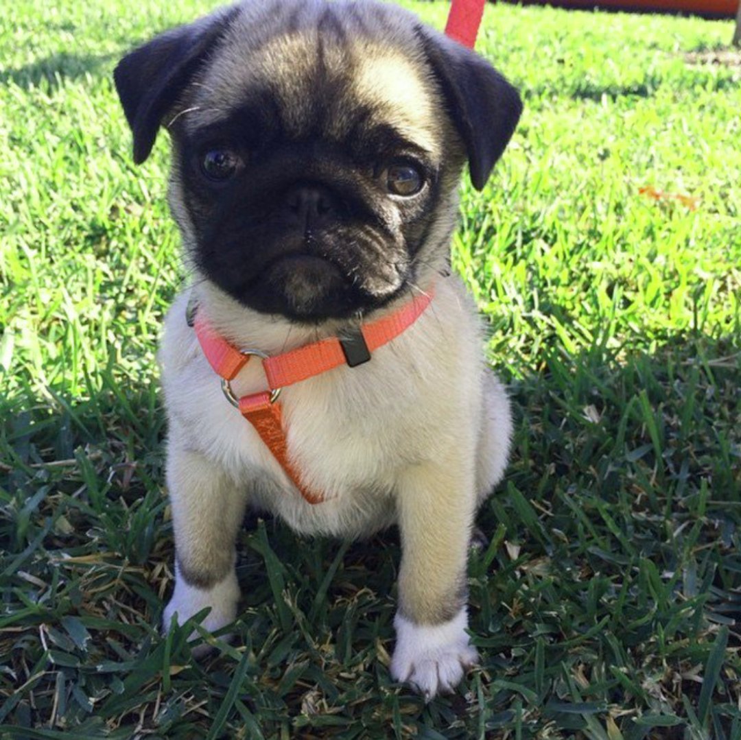 Мопс и чихуахуа