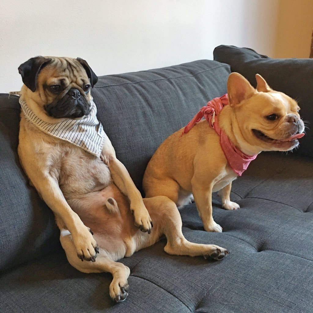 Бульдог и Мопс