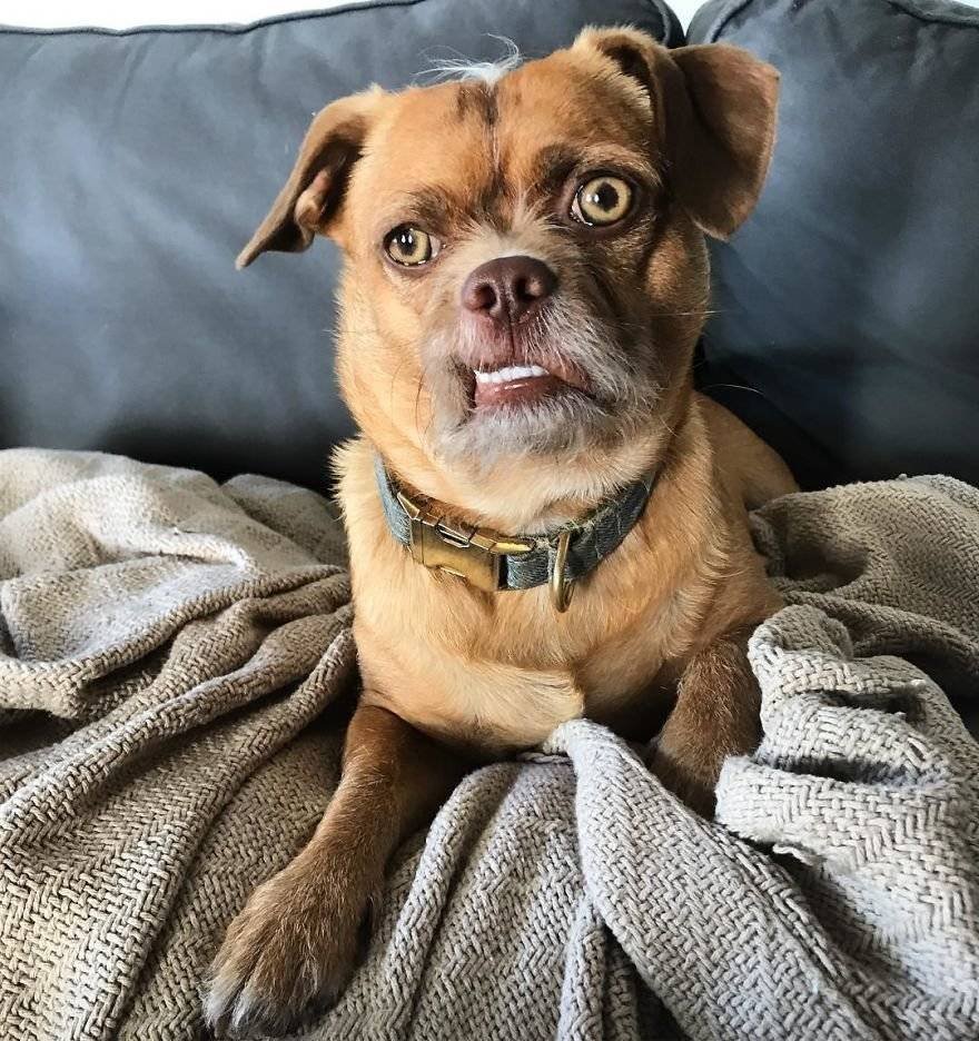 Метис таксы и пекинеса