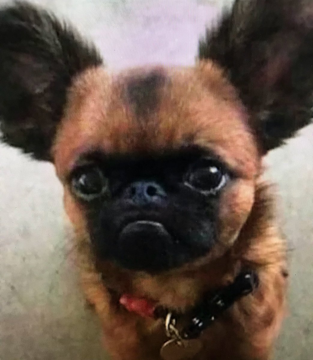 Помесь МОПСА И чихуахуа