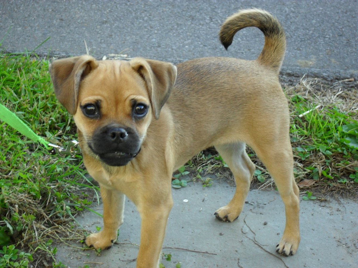 Метис МОПСА И чихуахуа