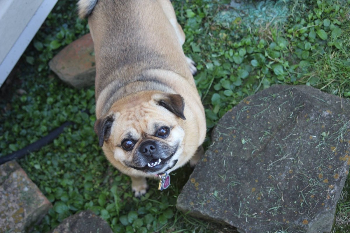 Помесь МОПСА