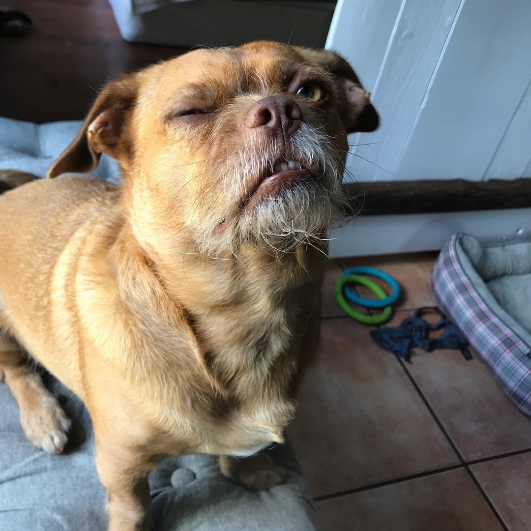 Метис таксы и пекинеса