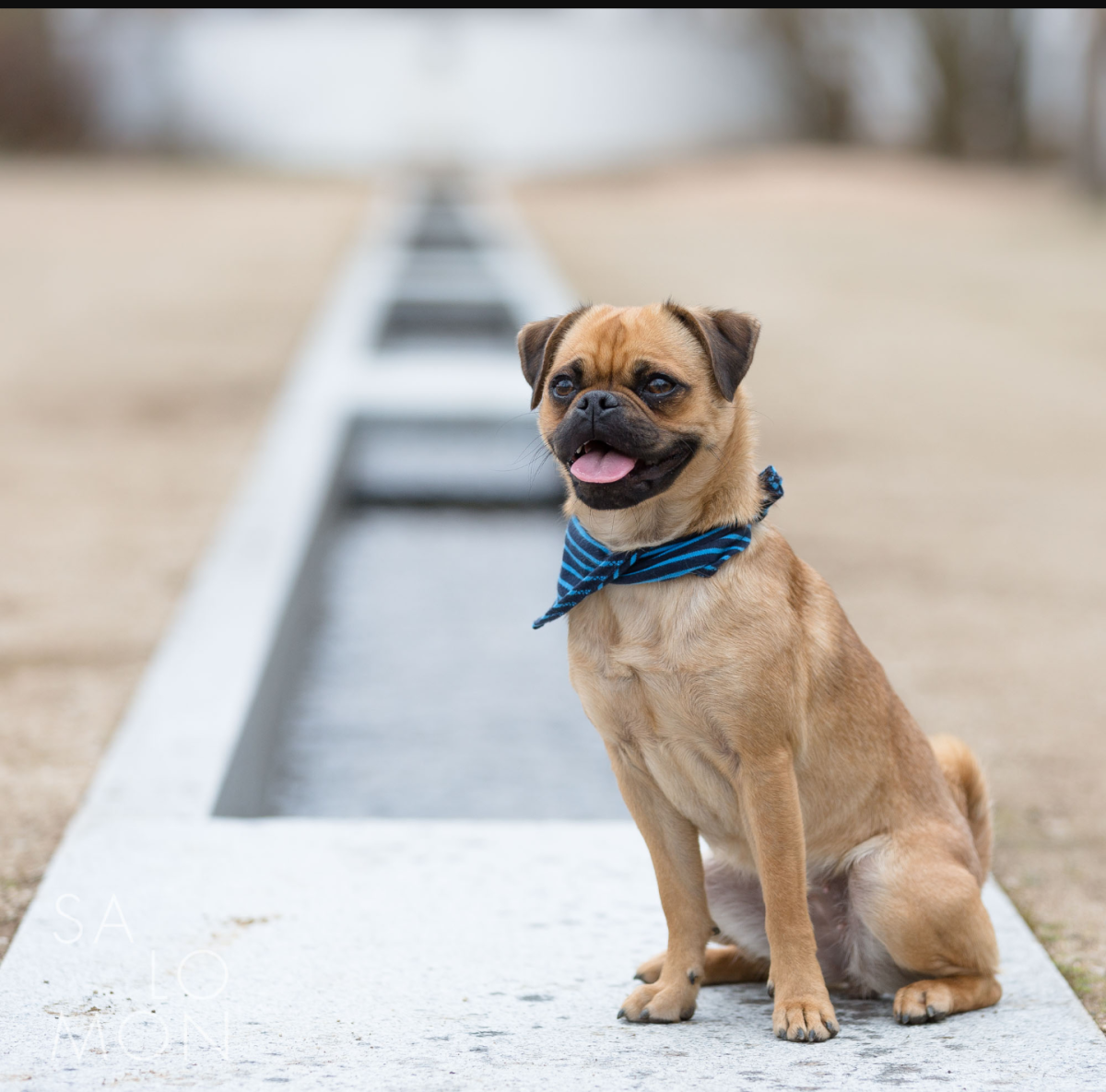 Метис МОПСА И чихуахуа