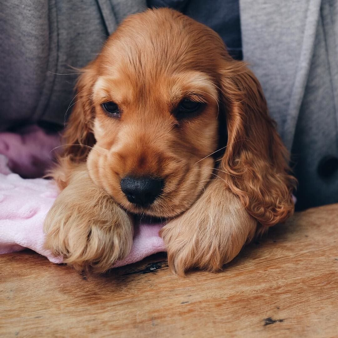 Кокер спаниель рыжий