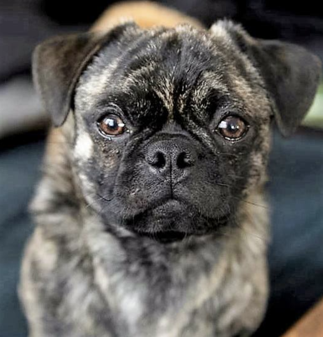 Чистокровный Мопс