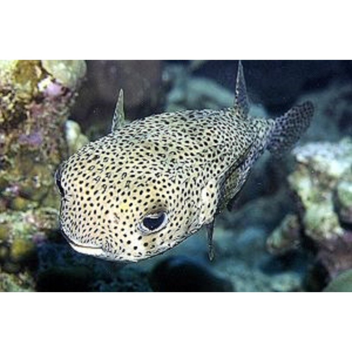 Карпы кои Хаяо Миядзаки