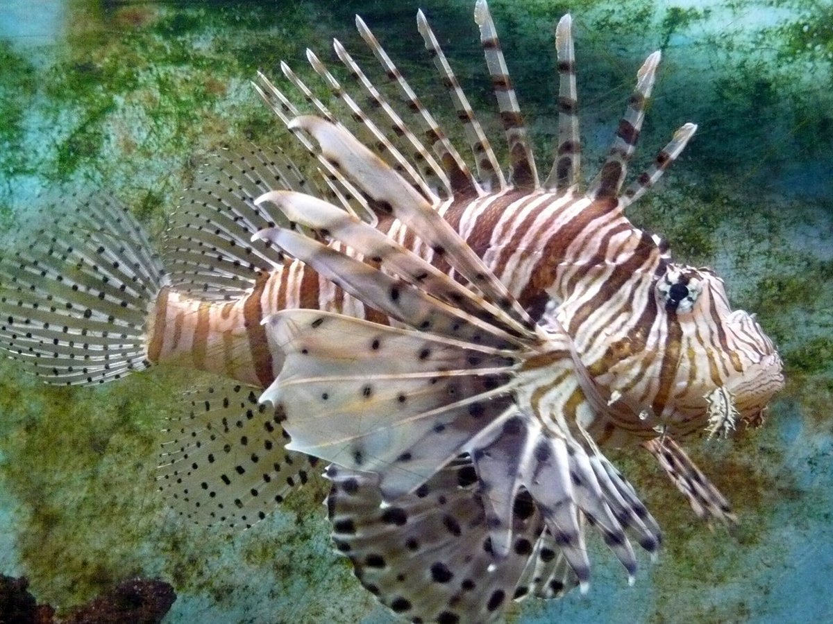 Materpiscis attenboroughi