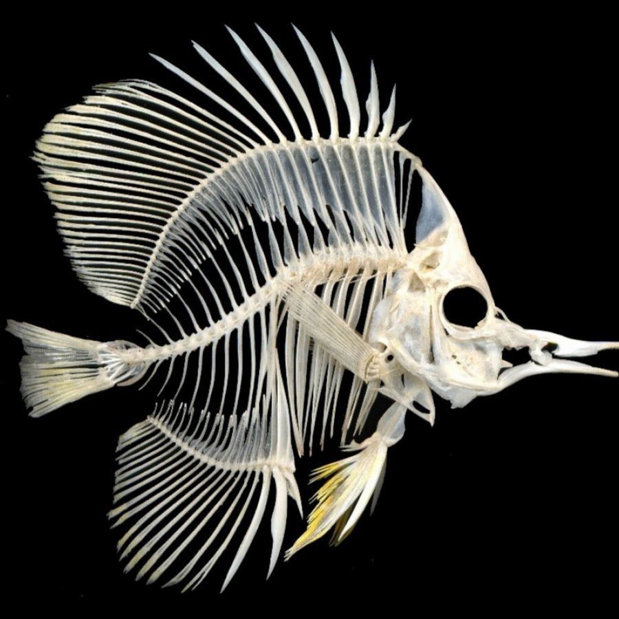 Парусник (Istiophorus platypterus)