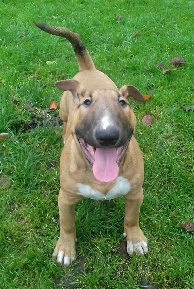 Помесь корги и таксы