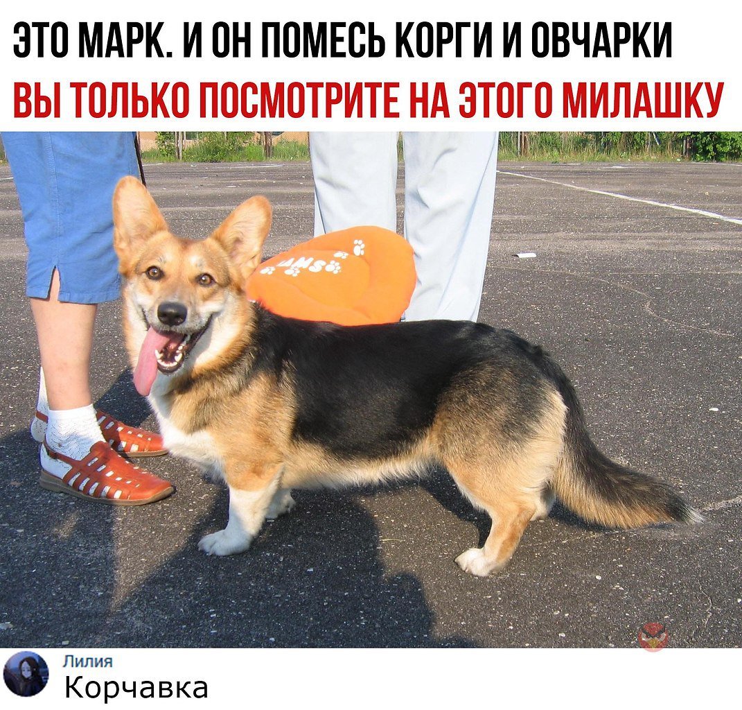 Ротвейлер и такса