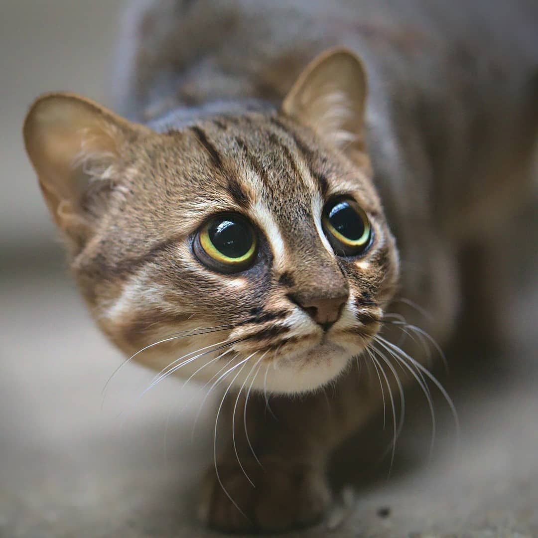 Рыжая пятнистая кошка Prionailurus rubiginosus