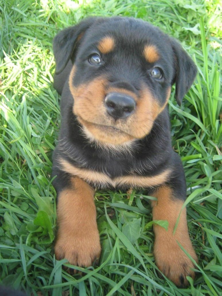 Шоколадный метис хаски