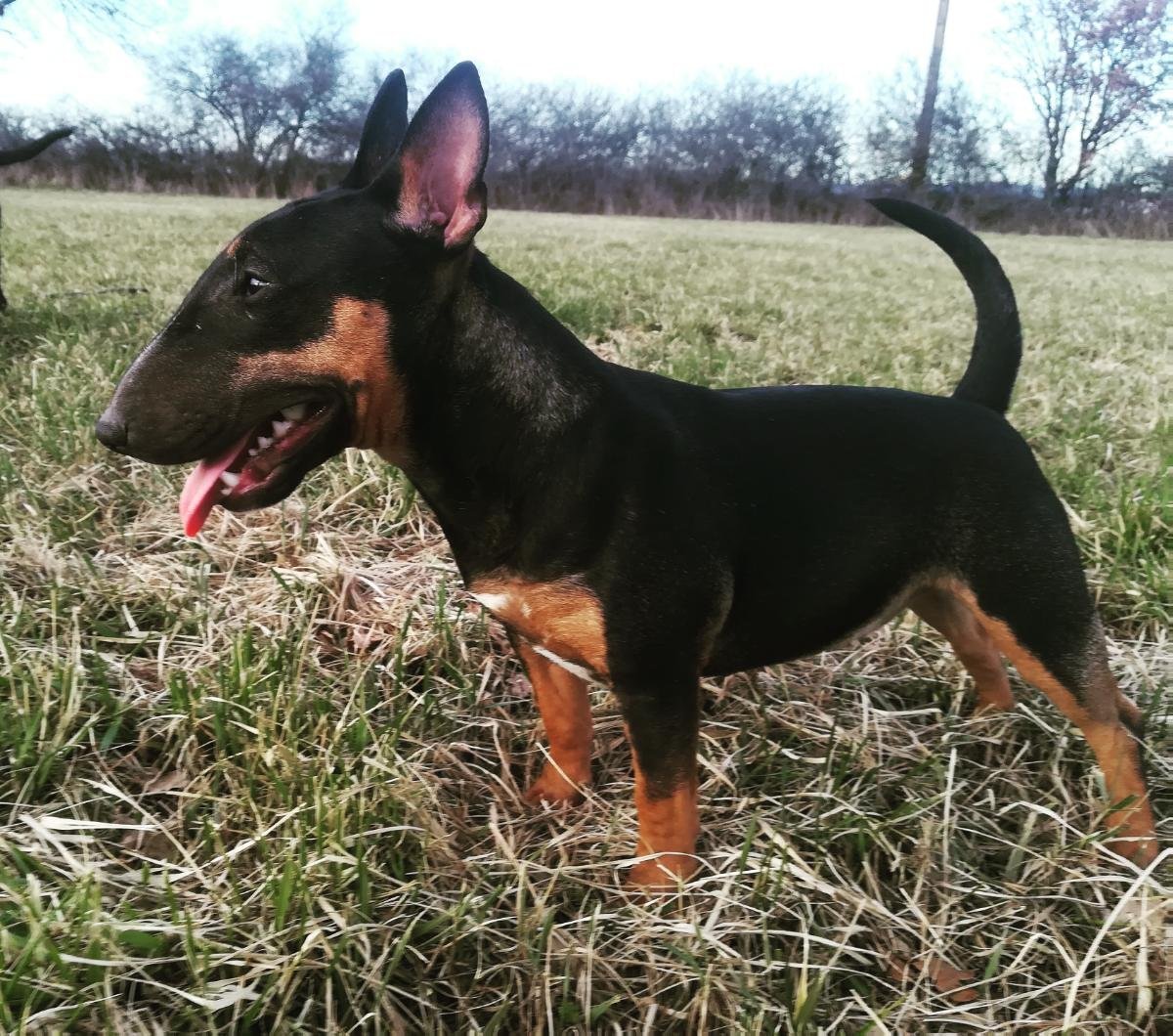 Гончая собака такса