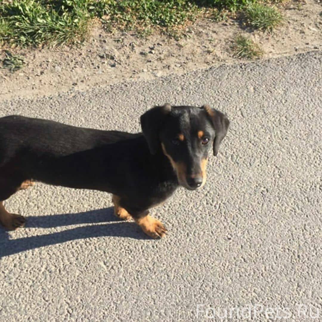 Метис таксы и дворняги