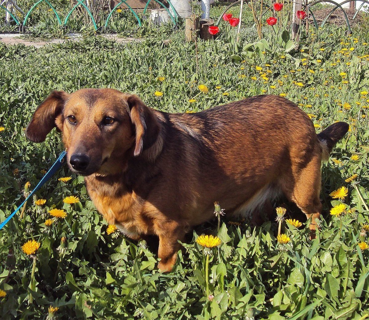 Цвергпинчер Рассел метис