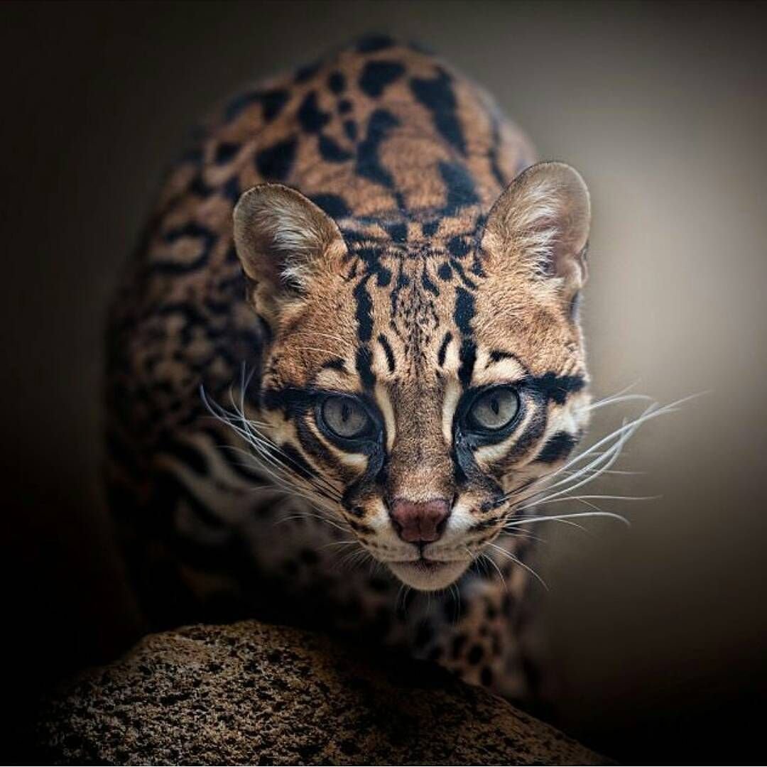 Дикая леопардовая кошка