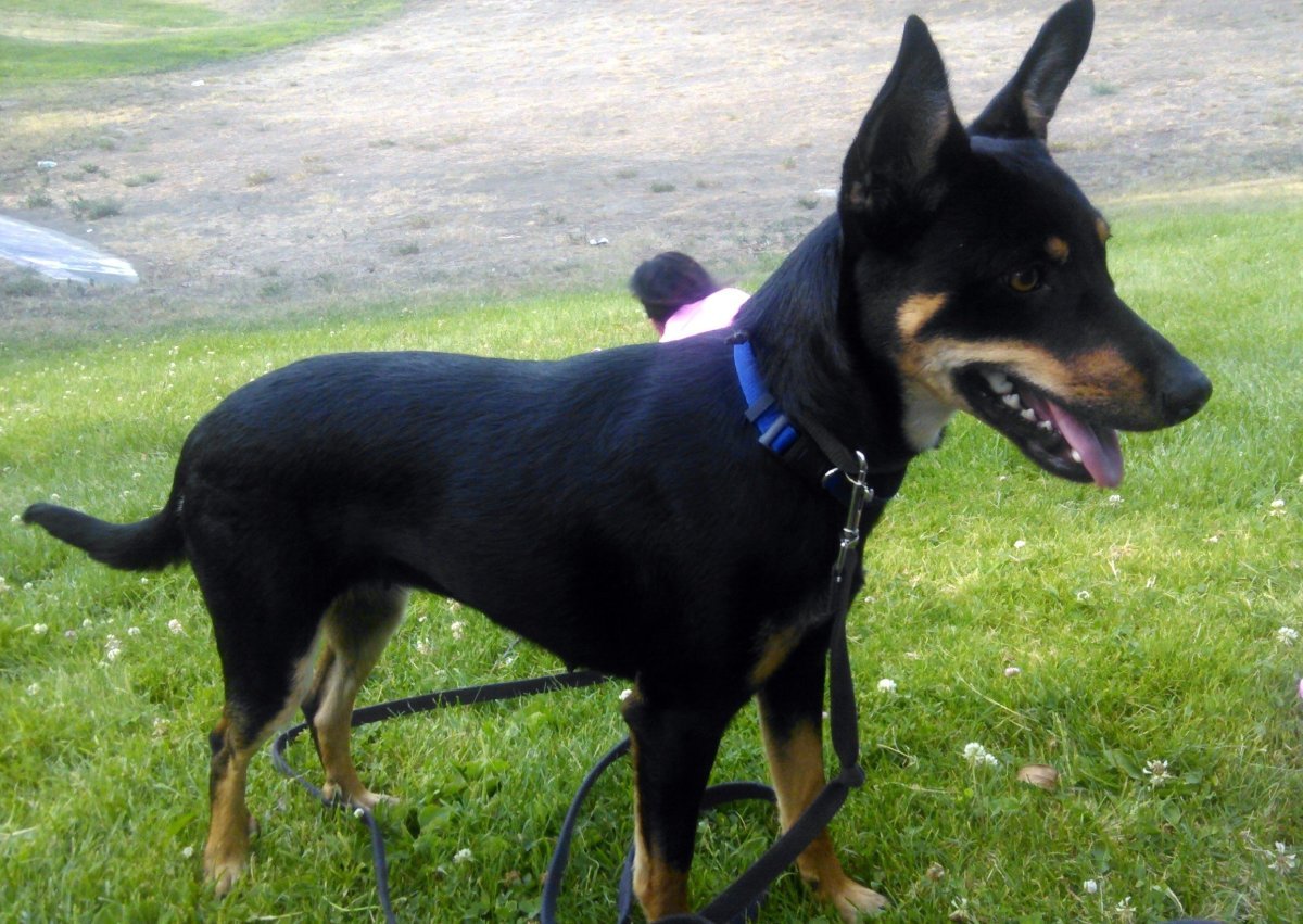 Метис вельш корги