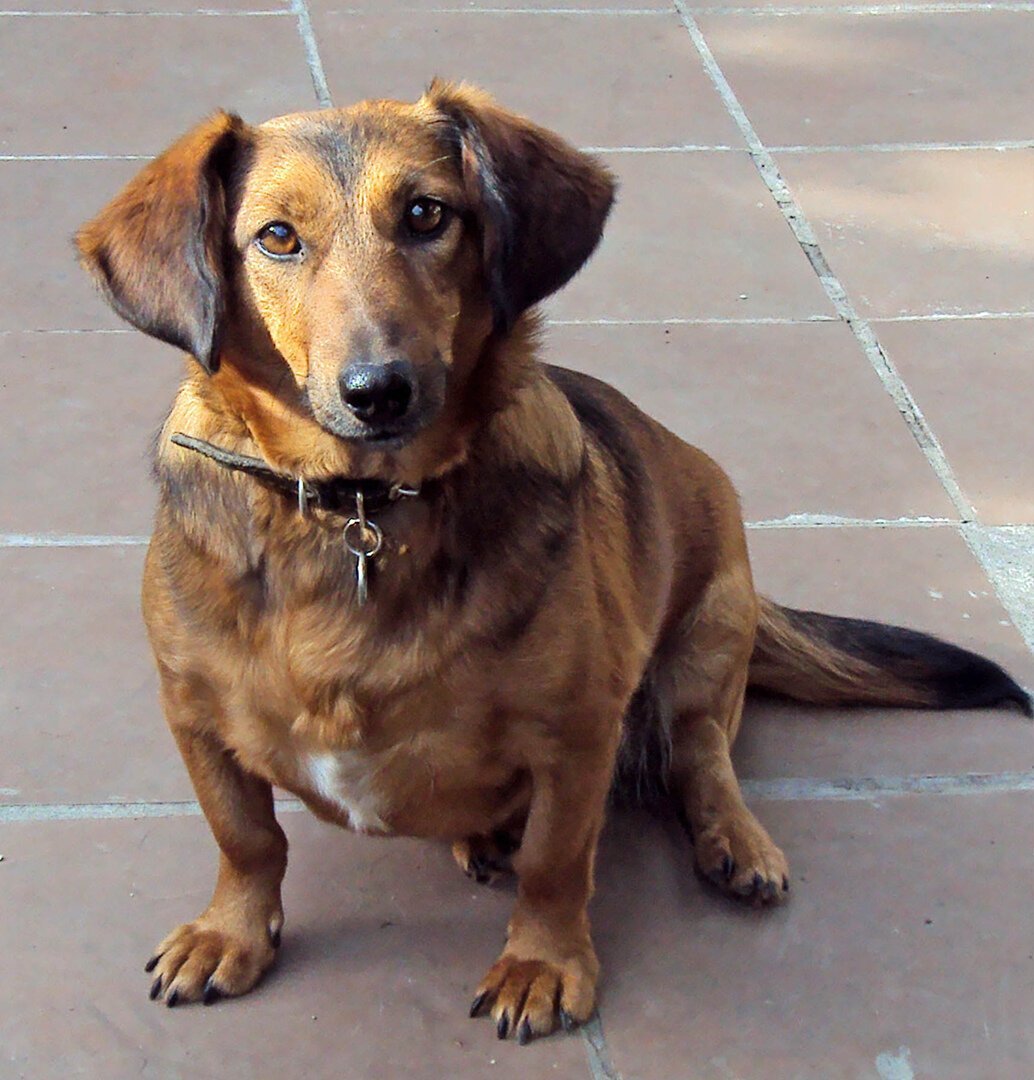 Корги овчарка