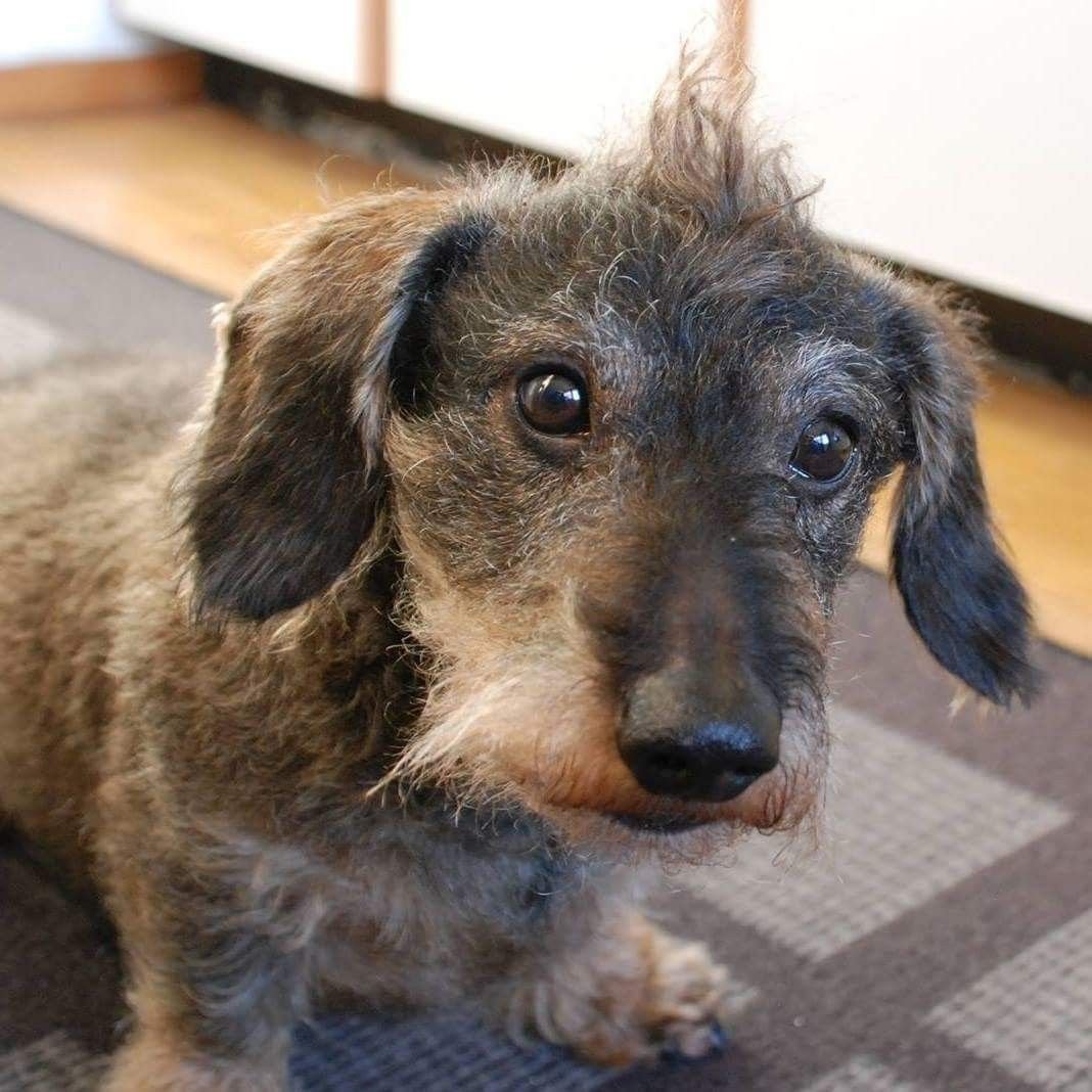 Метис ротвейлера