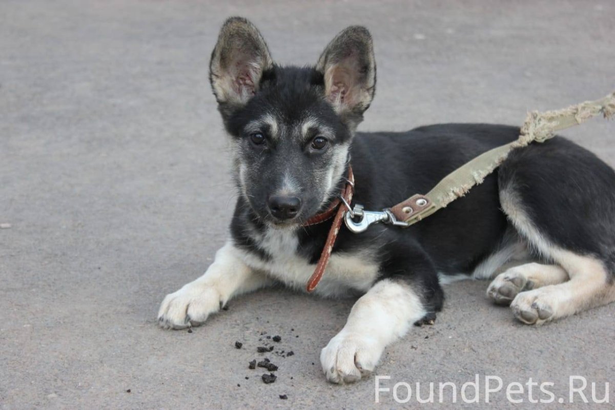 Помесь таксы и овчарки