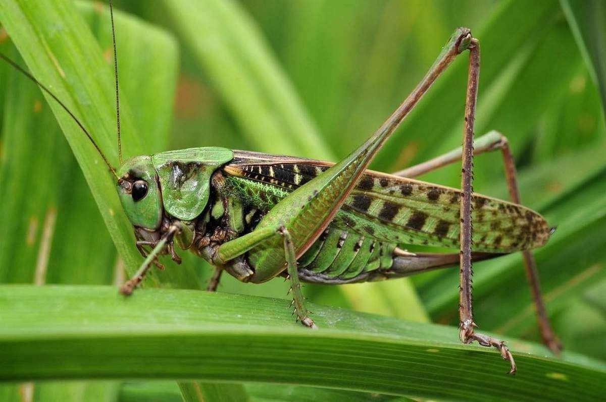 Кузнечик Tettigonia viridissima