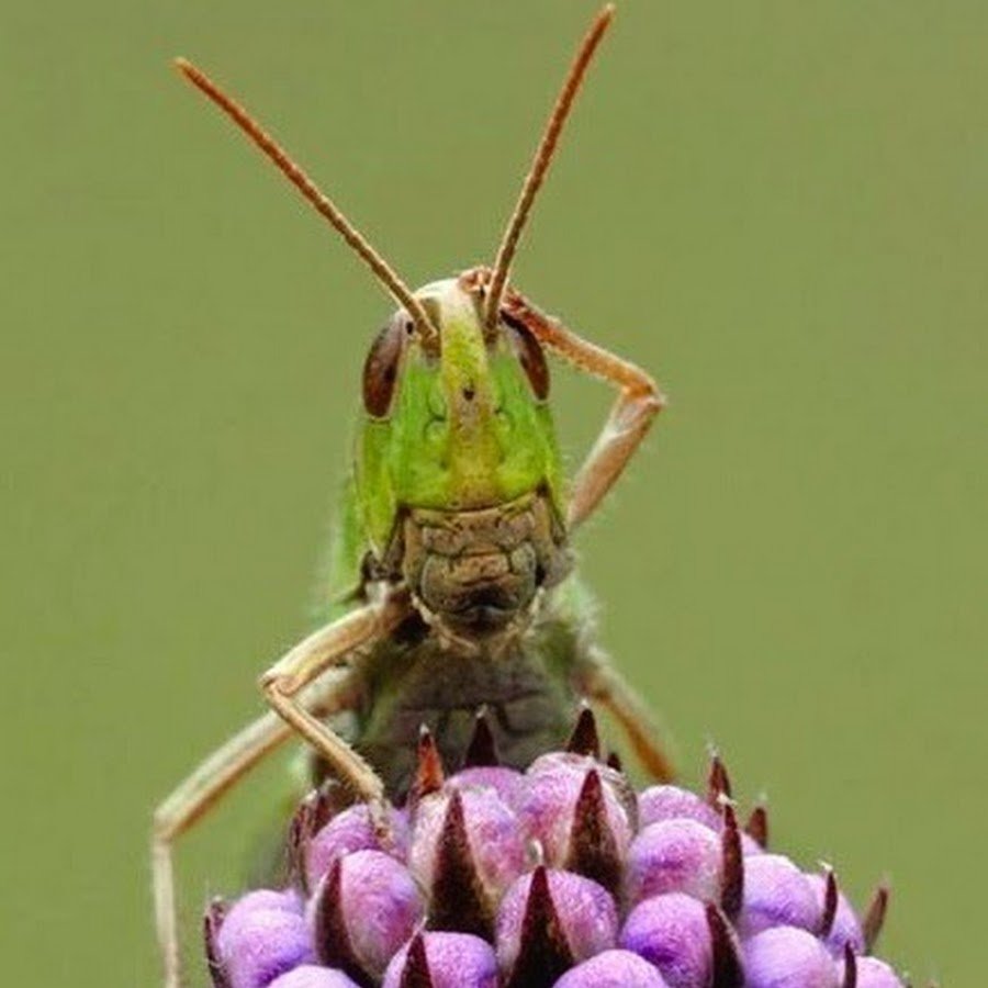 Степная Дыбка это насекомое