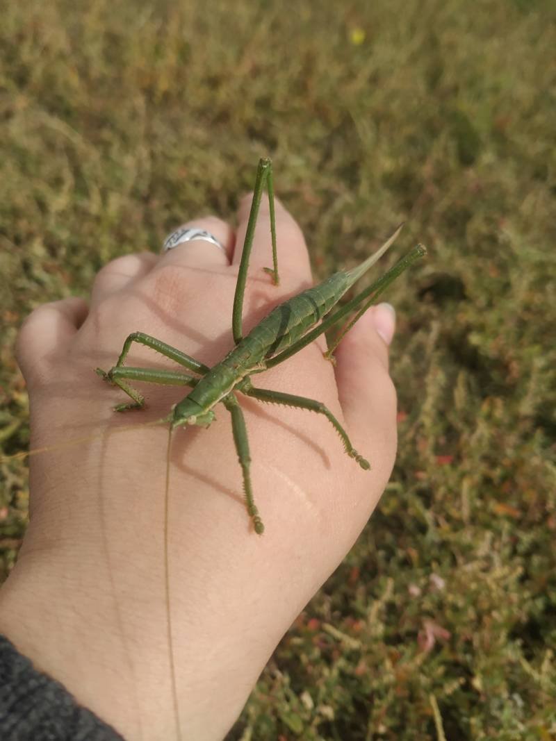 Зеленое летающее насекомое похожее на кузнечика