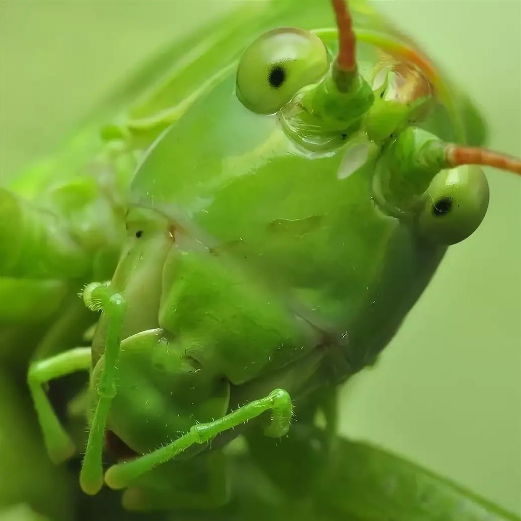 Кузнечик длиннохвостый