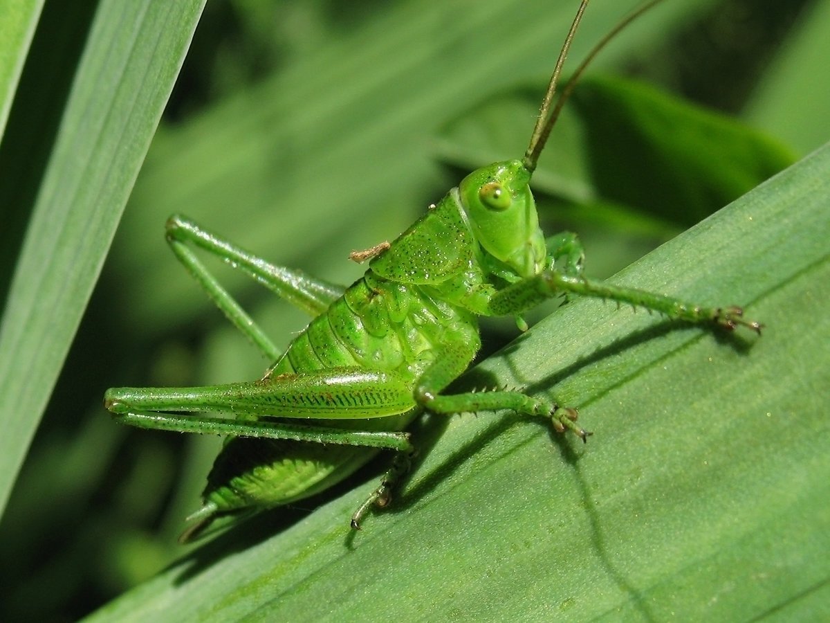 Жвалы кузнечика
