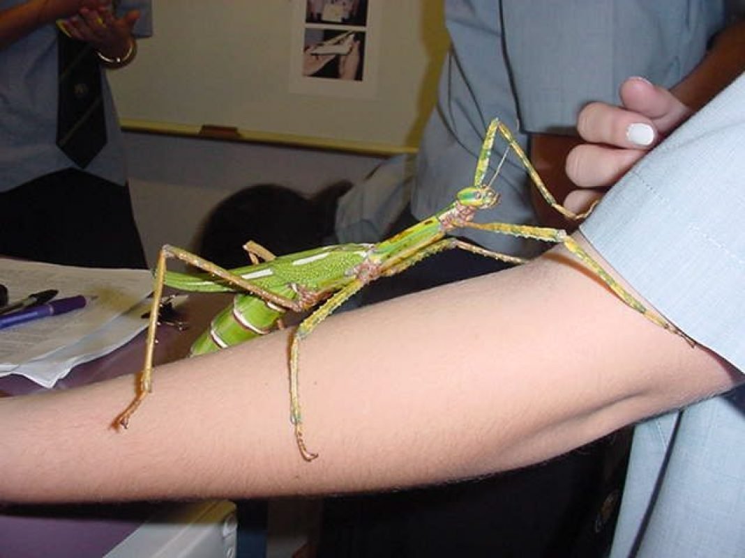 Кузнечик Мимикрия