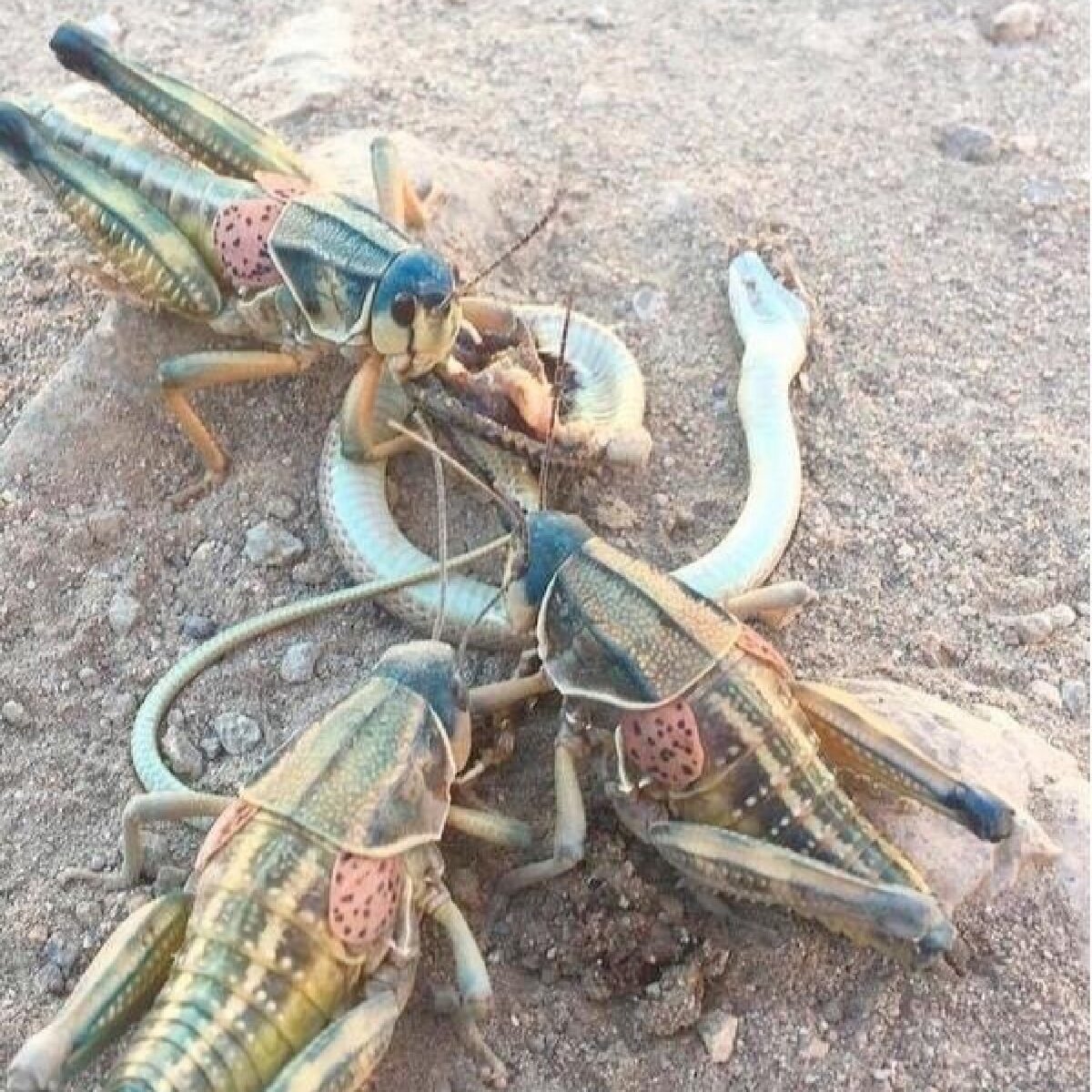 Гигантская Уэта кузнечик