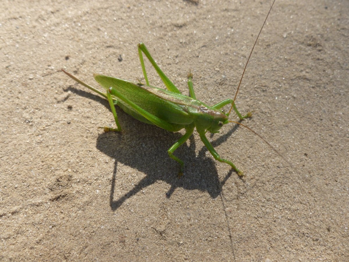 Богомол кузнечик Саранча