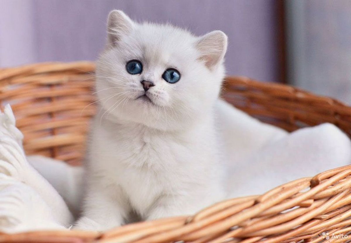 Британская шиншилла котята