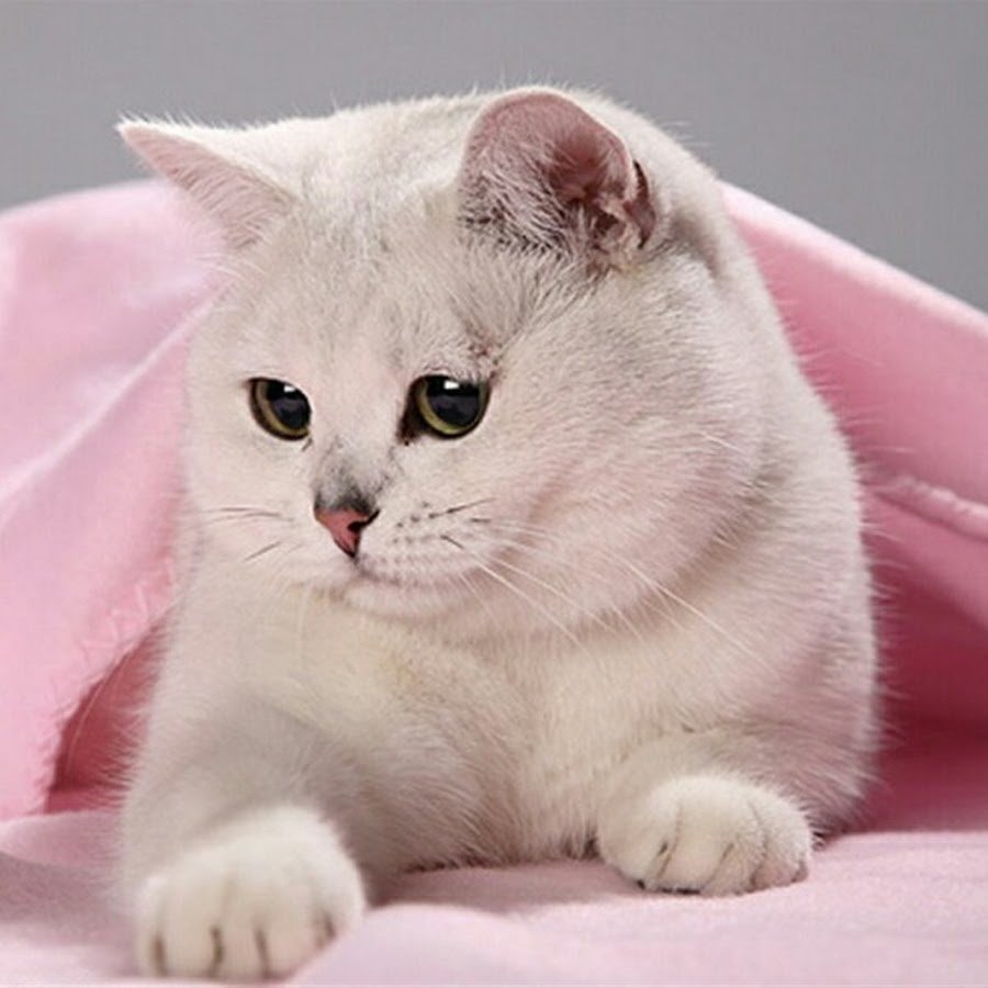 Котята розовой шиншиллы