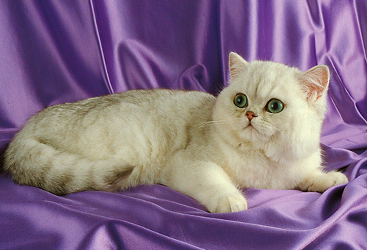 Шотландская шиншилла экзот