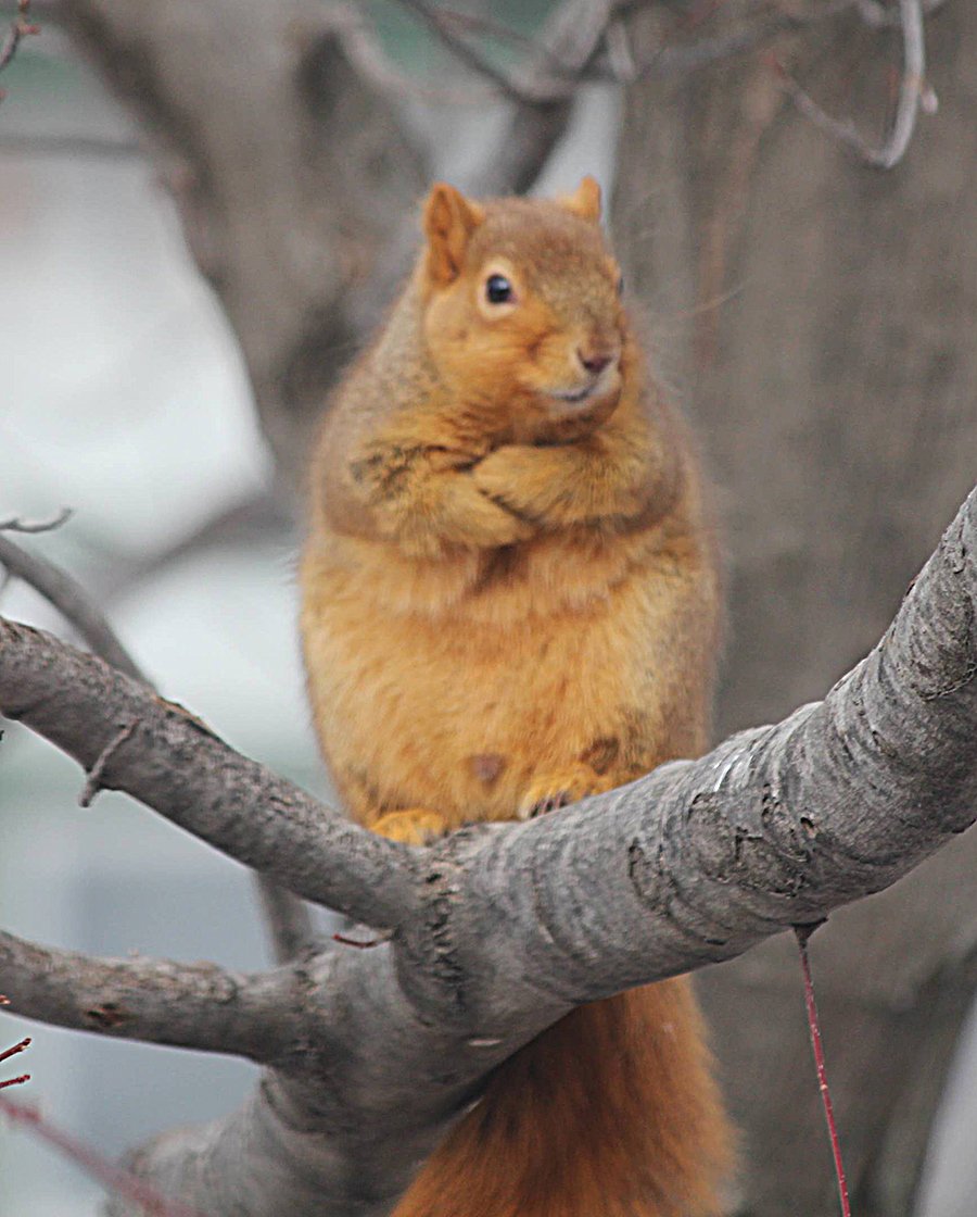 Жирная белка