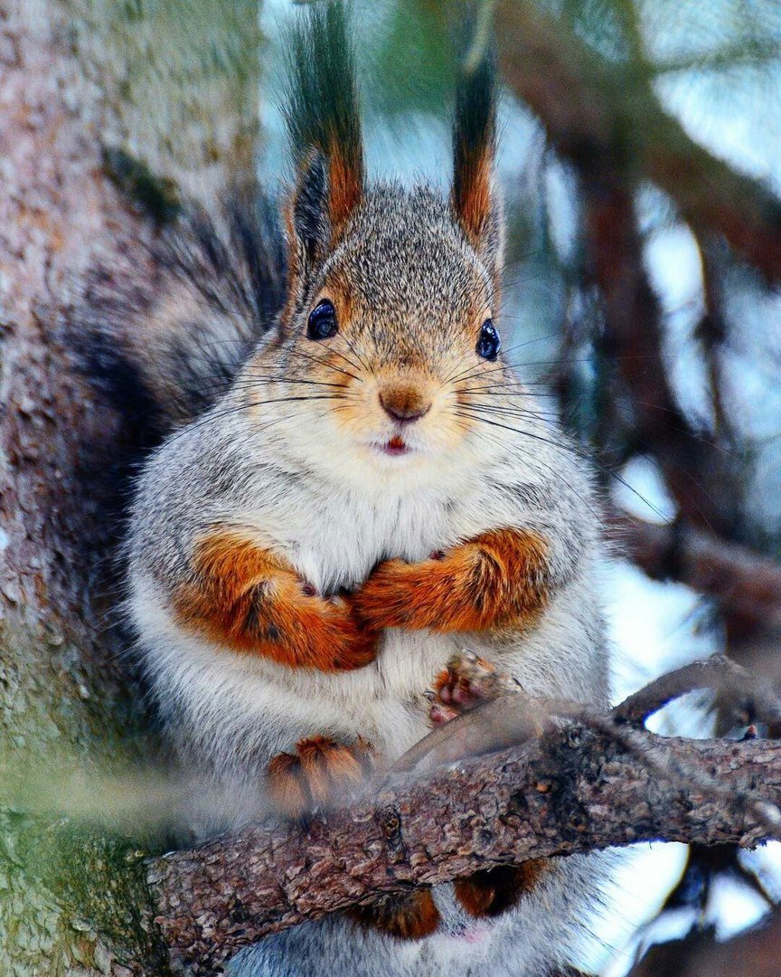 Беременная Белочка