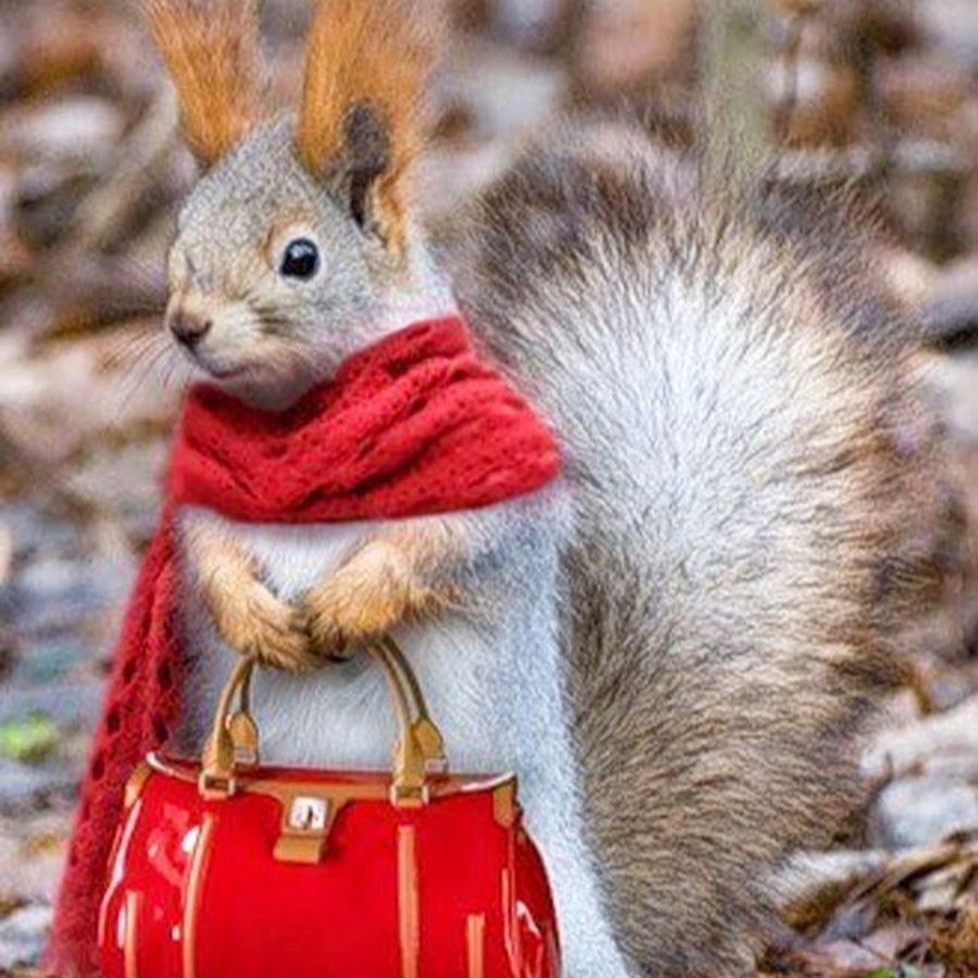 Забавные белки