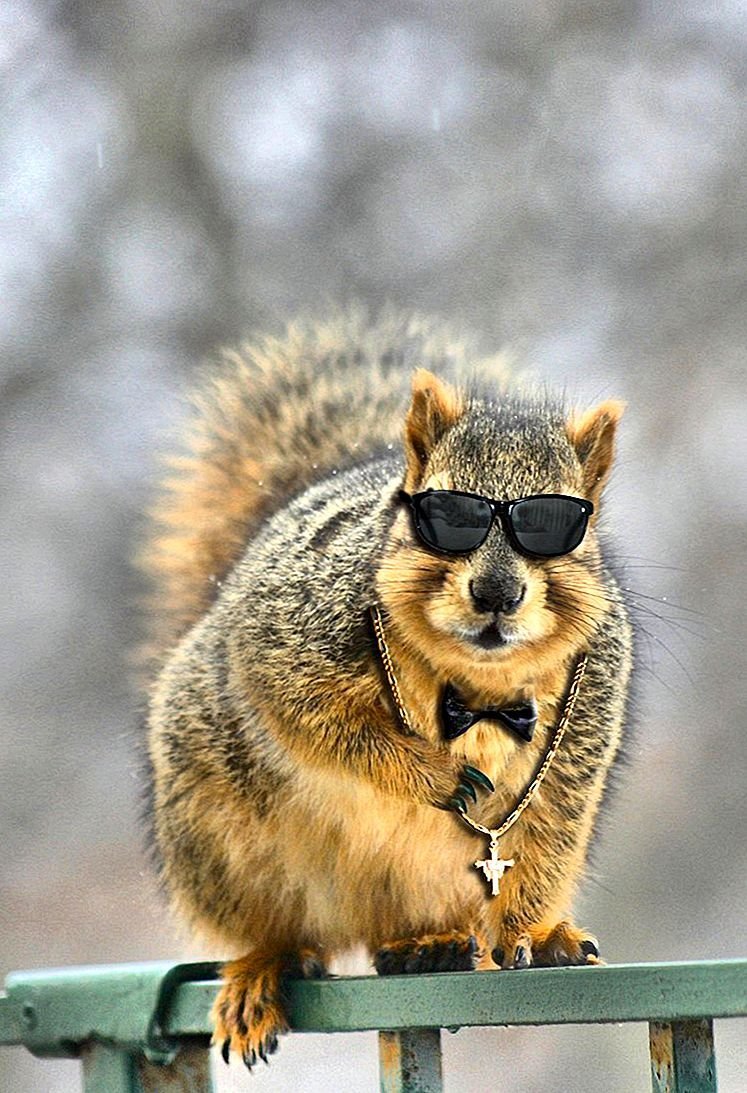 Толстая белка