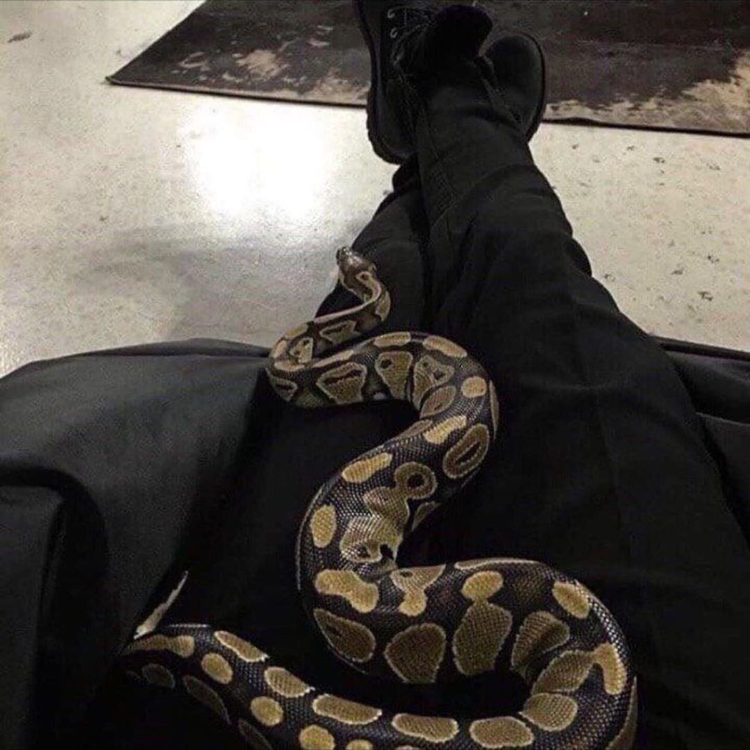 Эстетика змей